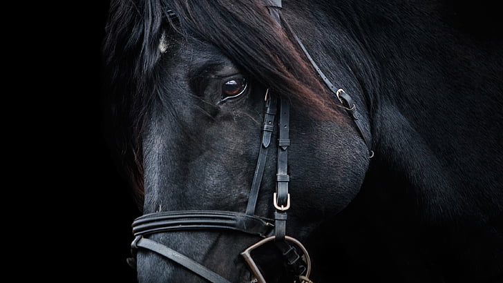 abstract, horse, thoroughbred, animal, stallion, horses, farm, HD wallpaper