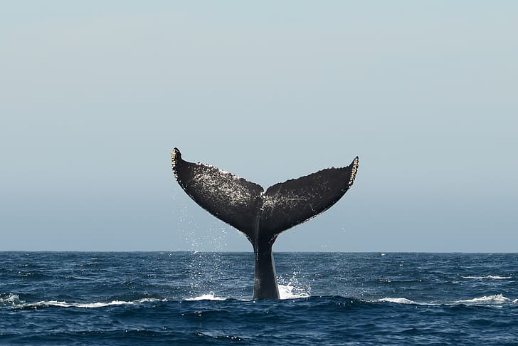 pacific ocean, sea, whale, fluke, humpback whale