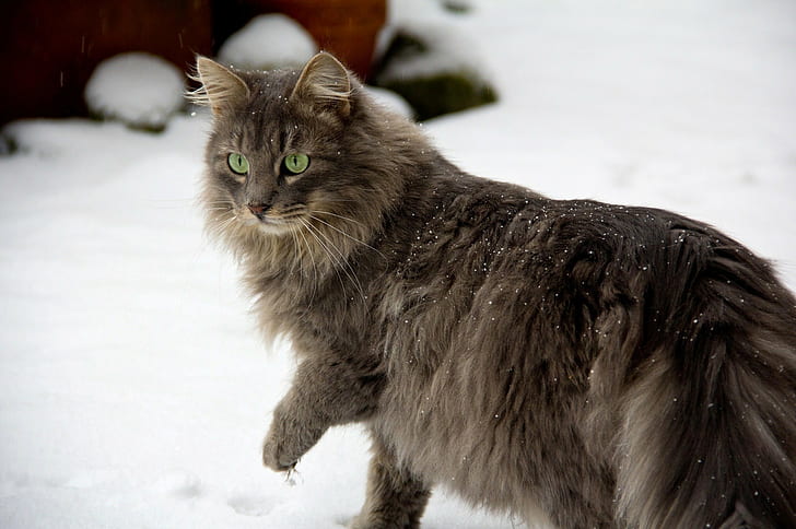 animals, snow, cat