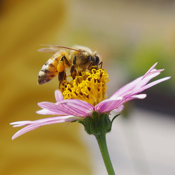 honey bee on yellow and pink flower, Macro, cosmos, pentax  K-x, HD wallpaper