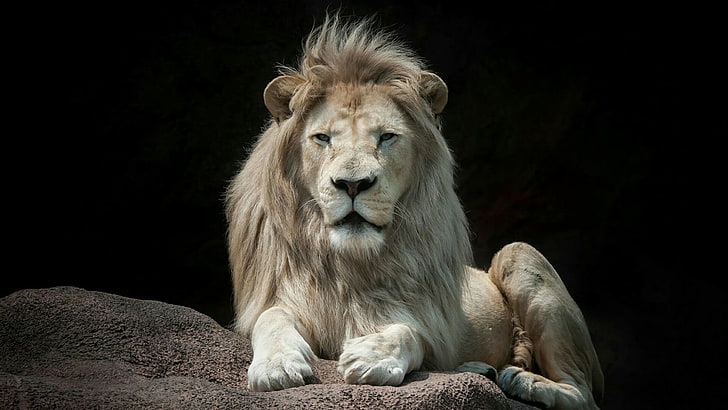 HD wallpaper: lion, wildlife, mammal, fauna, terrestrial animal, big cat |  Wallpaper Flare