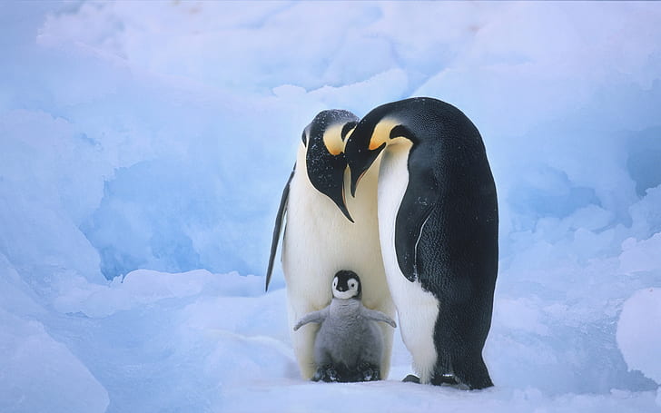 Family members of the penguins, HD wallpaper