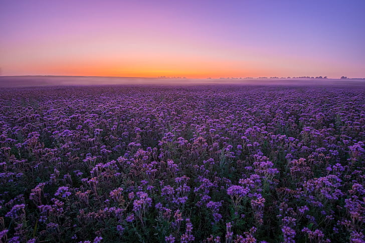 3072x768px | free download | HD wallpaper: Flowers, Field, Landscape,  Purple Flower, Sky, Summer, Sunset | Wallpaper Flare