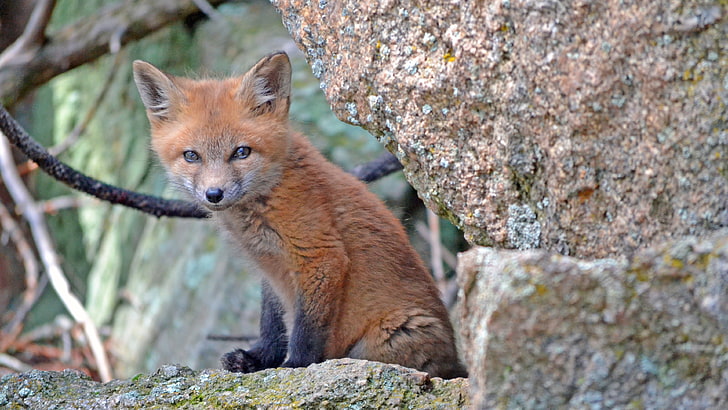 brown and black tabby cat, fox, fox cubs , one animal, animal wildlife, HD wallpaper