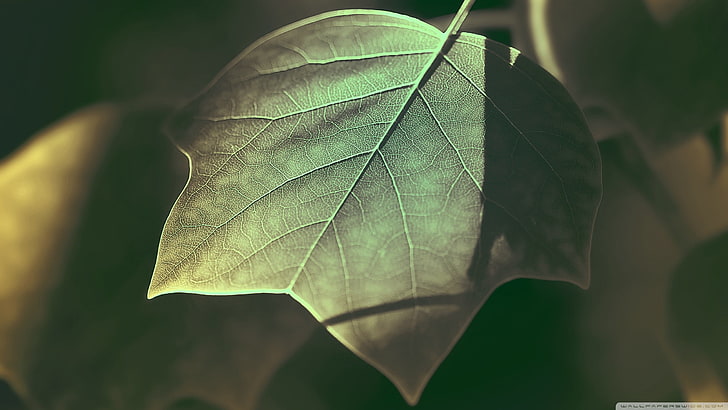 green leaf, green leaf, nature, leaves, photography, plants, macro, HD wallpaper