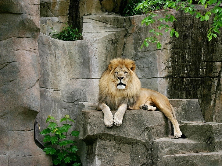 Very Beautiful Lion, brown lion, Animals, beautyful, animal themes