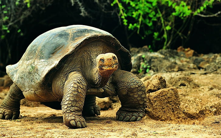 Animal, Galápagos Tortoise, Galapagos Tortoise, HD wallpaper