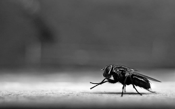 Fly, diptera, insect, HD wallpaper