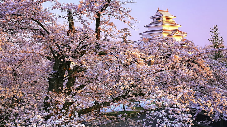 aizuwakamatsu castle, cherry blossom, spring, tree, sakura, HD wallpaper