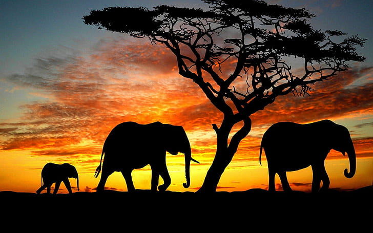 HD wallpaper: Amazing, animal, Beauty, cute, During, elephant, family,  sunset | Wallpaper Flare