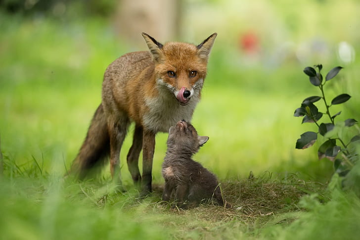 baby animals, fox, HD wallpaper