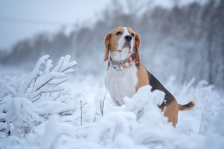 winter, snow, dog, Beagle, HD wallpaper