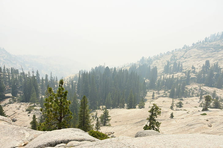 landscape, national park, Yosemite National Park, nature, forest, HD wallpaper
