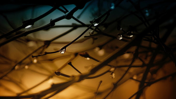 tree branches, nature, trees, closeup, water drops, filter, depth of field