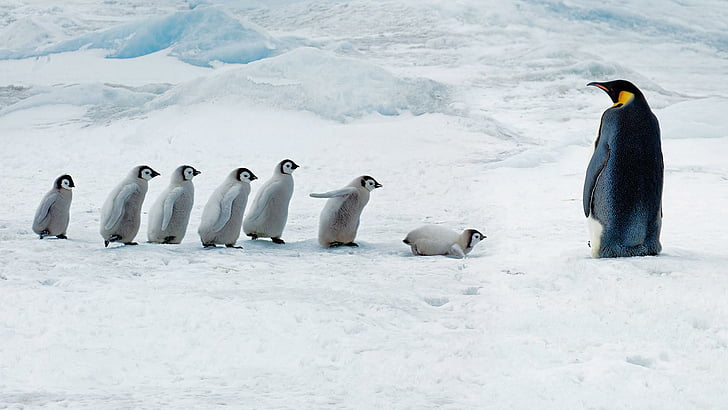 penguin, penguins, baby penguin, ice, ice field, cute, animals, HD wallpaper