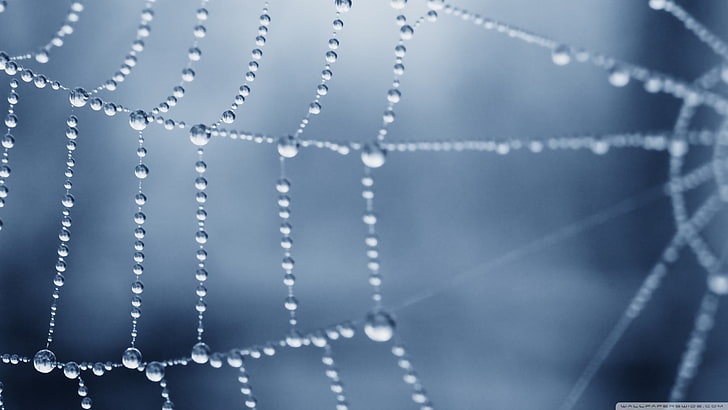 white spiderweb, shallow focus photo of web, nature, spiderwebs, HD wallpaper