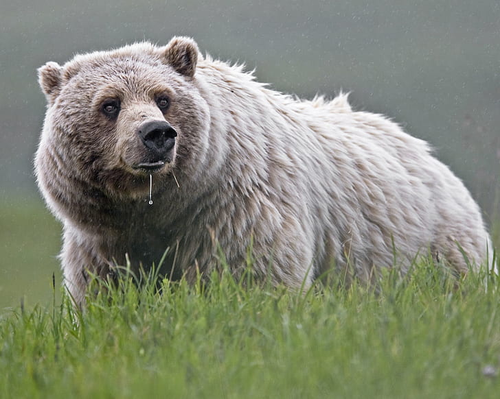 brown bear on grass field during daytime, grizzly bear, grizzly bear