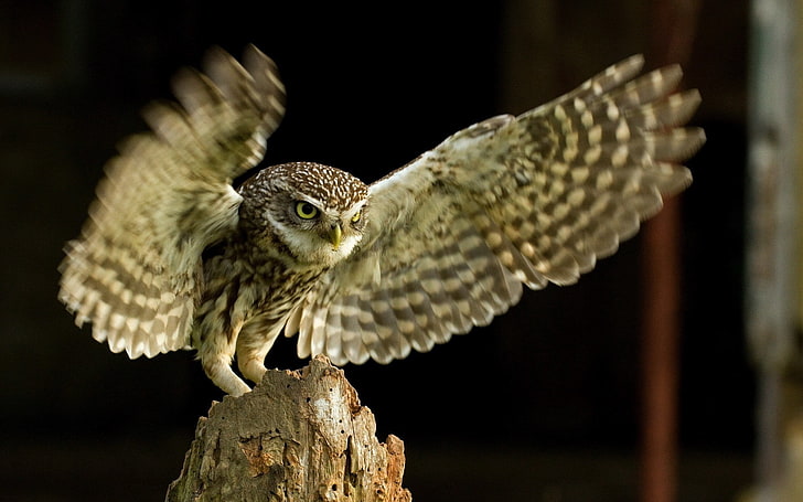brown owl, bird, flap, wings, bird of Prey, feather, animal, carnivore, HD wallpaper