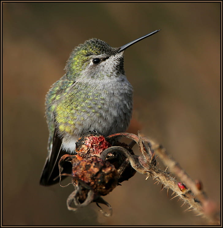 green and gray bird, hummingbird, animal, wildlife, nature, beak, HD wallpaper