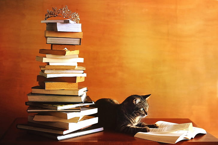 autumn, cat, orange, table, grey, wall, books, mountain, crown, HD wallpaper