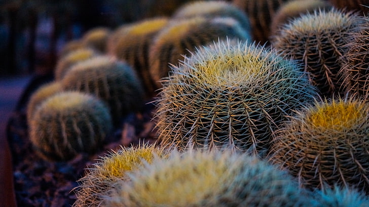 green and white spiky plants, cactus, flowers, thorns, close-up, HD wallpaper