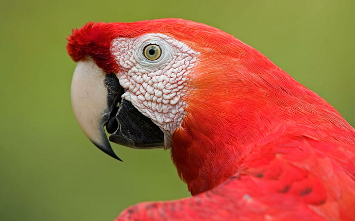 Scarlet Macaw Portrait Amazon, red and white red macaw parrot, HD wallpaper