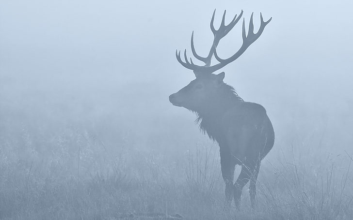 deer wallppaer, animals, nature, stags, mist, animal themes, animal wildlife