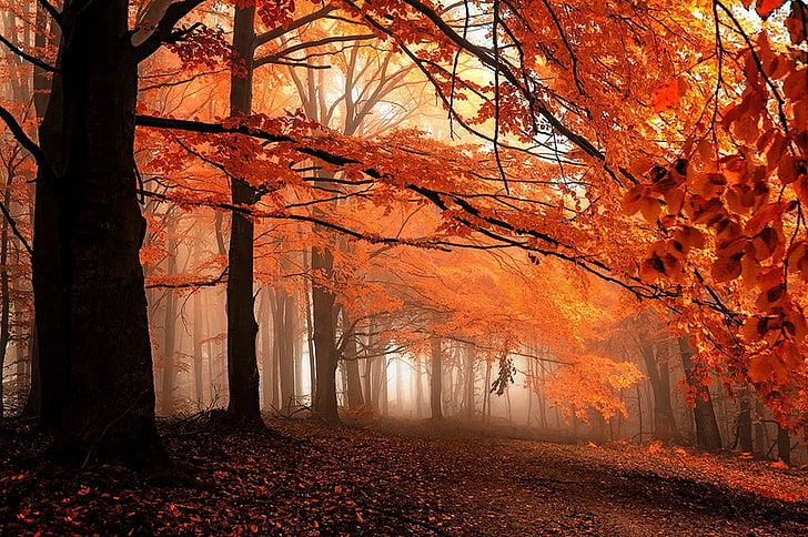 orange-leafed tree, fall, path, mist, leaves, forest, trees, nature