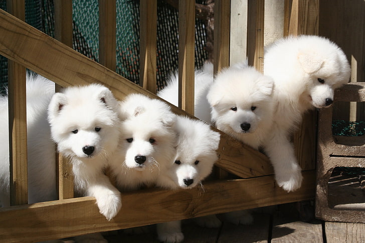 baby, Canine, dog, dogs, puppy, samoyed, pets, domestic, mammal