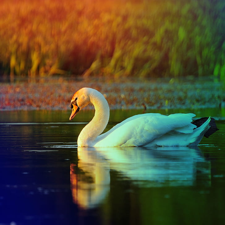 white and black swan on body of water, svan, gear, me  my, premium, HD wallpaper