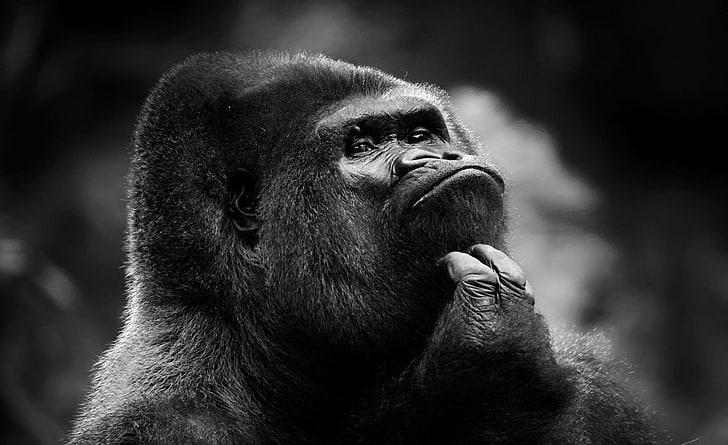Thoughtful Gorilla BW, gorilla wallpaper, Black and White, primate