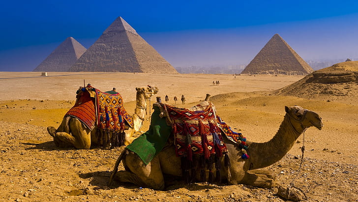 Camels Egypt Pyramids Desert HD, two brown camels, animals, HD wallpaper