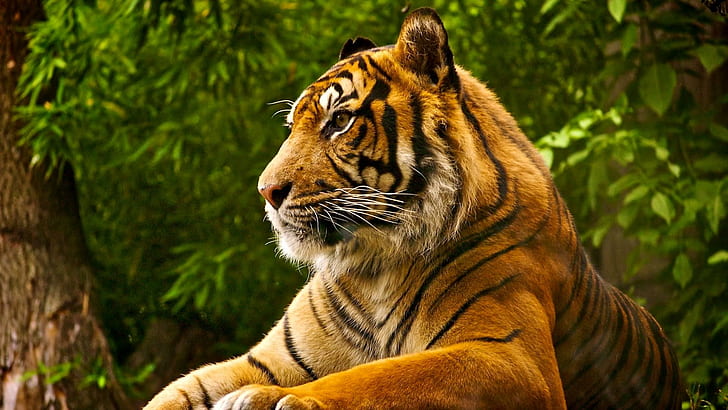 Royal Predator, tiger animal, cubs, big cats, nature, wildlife