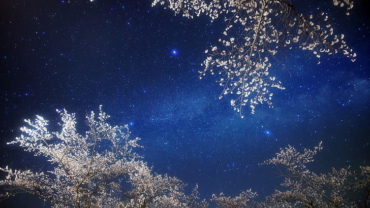 sky, stars, spring, night sky, starry, starry night, flowery tree, HD wallpaper