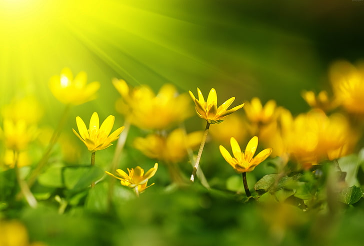 yellow, Flowers, 5k, sunray, 4k, green grass, 8k, HD wallpaper
