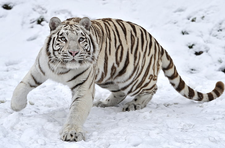 bengal tiger, albino, snow, winter, animal, striped, mammal, wildlife, HD wallpaper