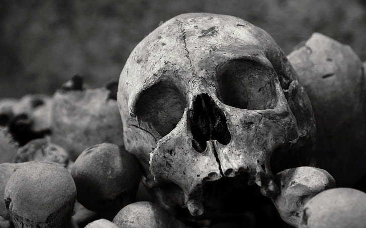 bones, skull, human skeleton, human skull, close-up, human bone, HD wallpaper