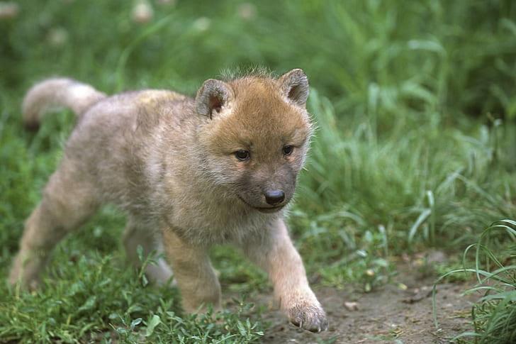 Baby Wolf Walking, tan short coat puppy, artic wolf, wolf pup