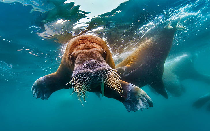 water, walrus, tusks, The Arctic ocean, HD wallpaper