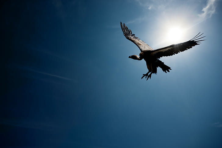 Vulture, flight, sun, sky, HD wallpaper