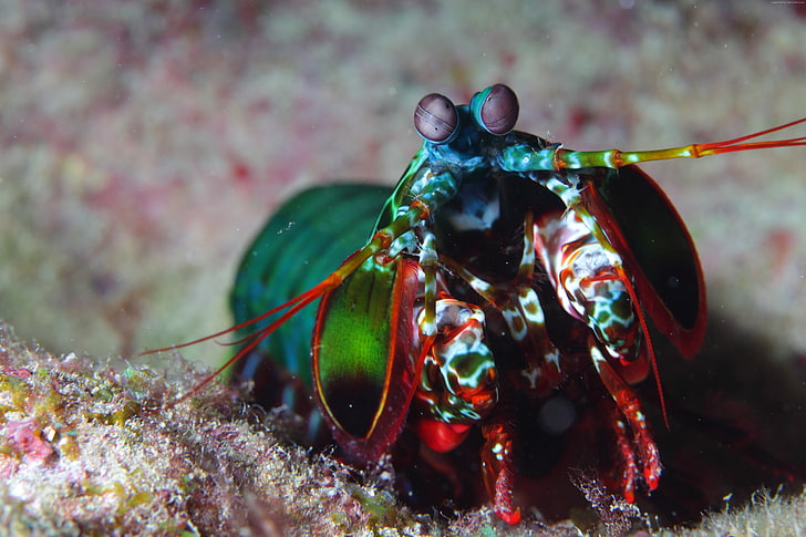 Pacific, Mantis shrimp, underwater, Africa, Ocean, colorful, HD wallpaper