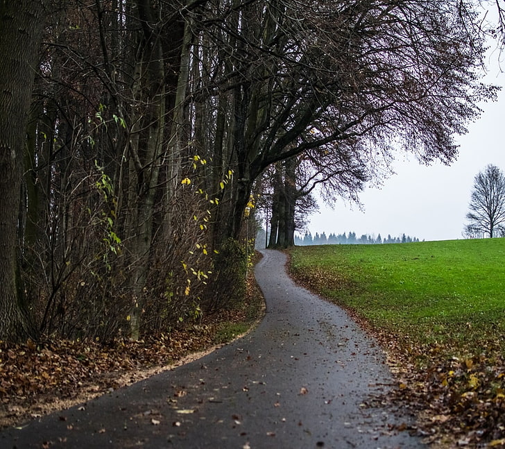 nature, landscape, tree, plant, road, the way forward, direction, HD wallpaper