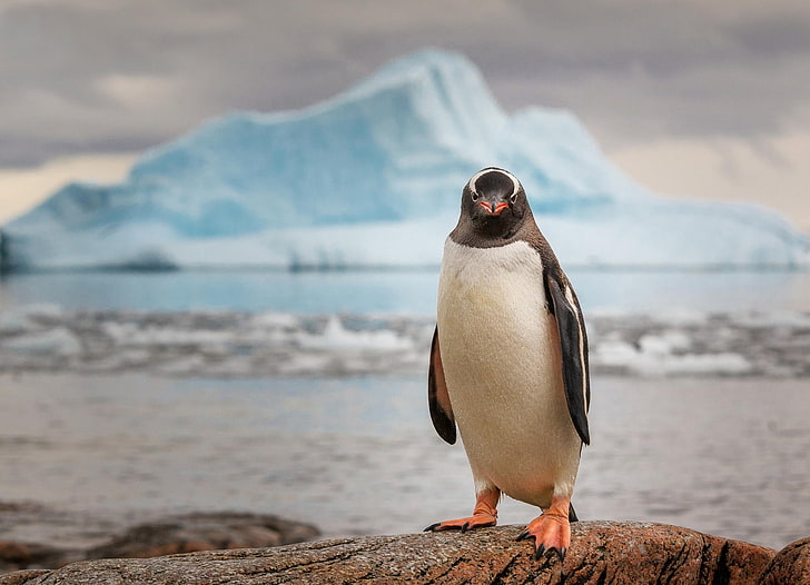 black and white penguin, ice, ocean, animal, bird, nature, antarctica, HD wallpaper
