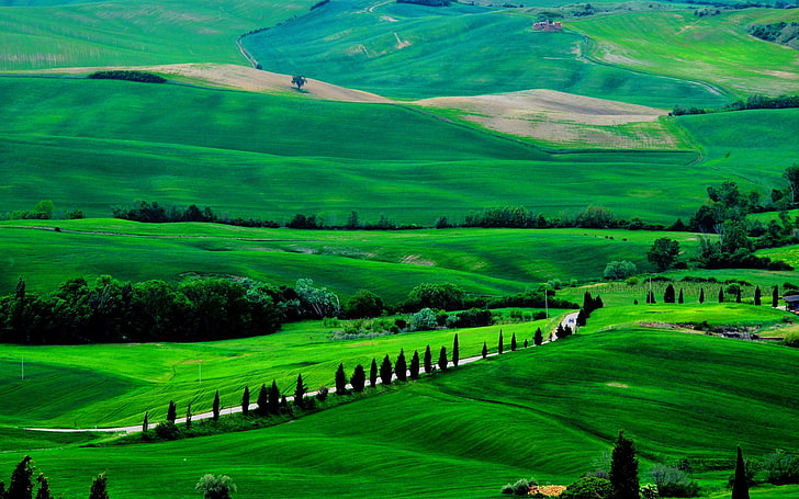 italia, paisaje, toscana, verano, verde, green color, plant, HD wallpaper