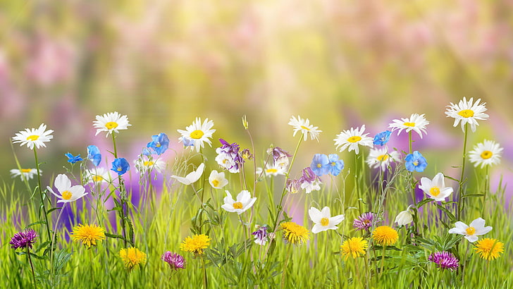 dreamy, wild flowers, grass, field, dreamland, flowering plant, HD wallpaper