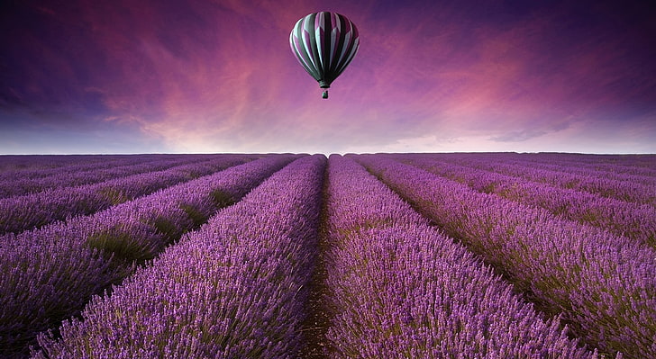 lavender field and white and black hot air balloon, hot air balloons