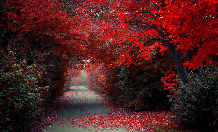 red trees, red trees, path, road, fall, nature, landscape, selective coloring