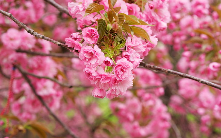 Pink cherry flowers, branches, bloom, pink cherry blossom flowers
