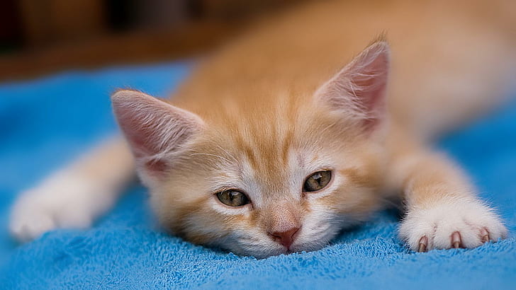 HD wallpaper: So Tired!, orange, ginger, kitten, funny, cute, white, animal  | Wallpaper Flare