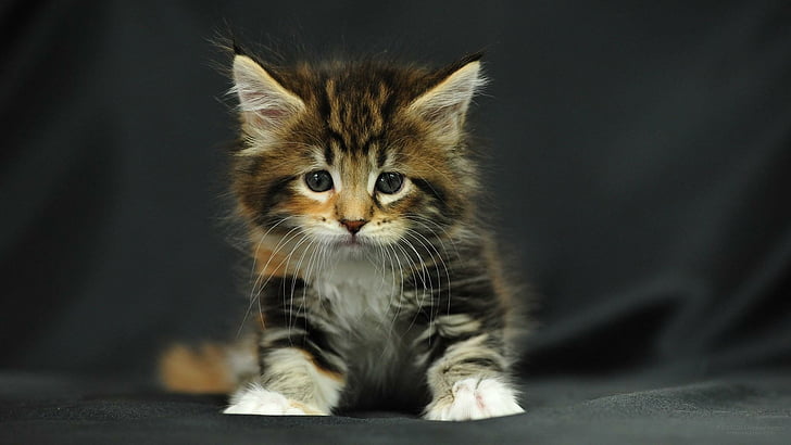 catling, kitty, cute, HD wallpaper